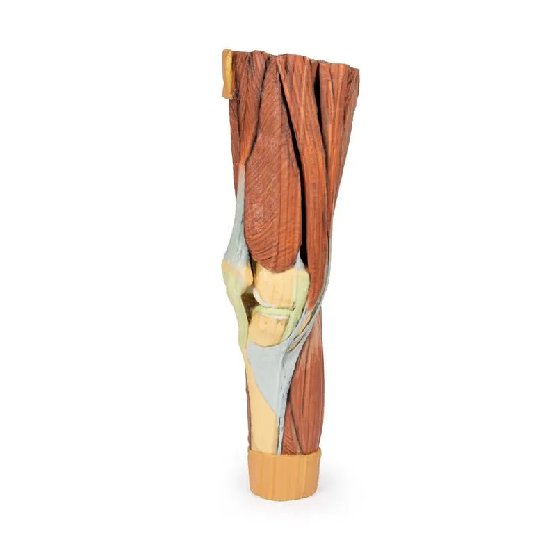 3D Printed Lower Limb Musculature Model