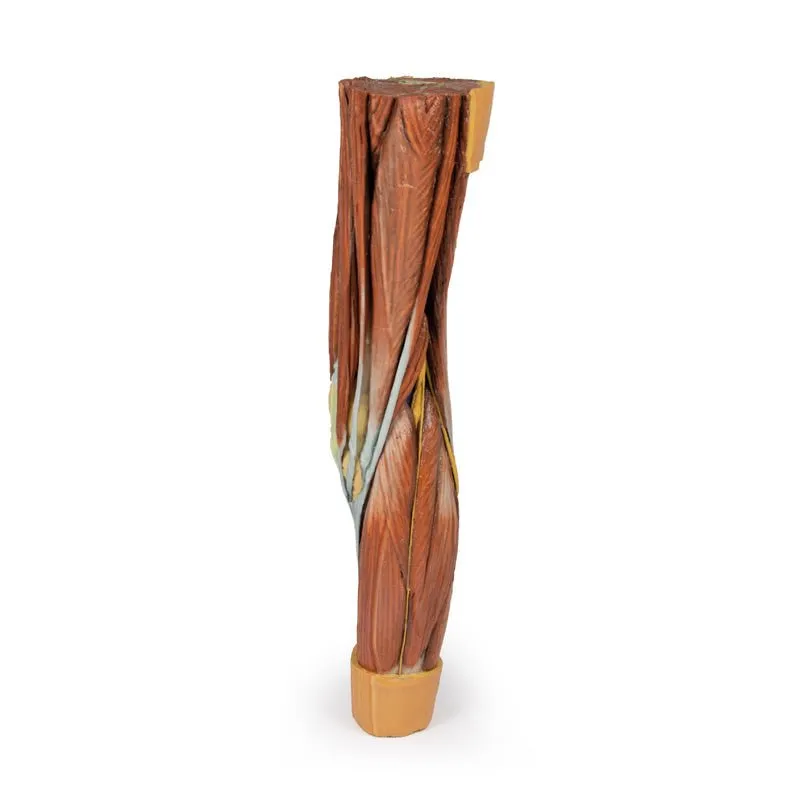3D Printed Lower Limb Musculature Model