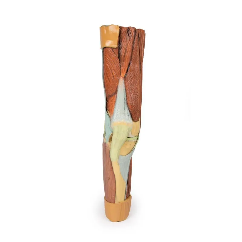 3D Printed Lower Limb Musculature Model